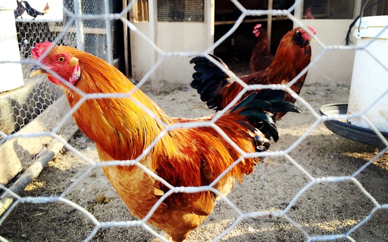In Jing Lv's backyard in Buckeye, there are many kinds of chickens, including this rooster. (Photo by Jiahui Jia/Cronkite News)