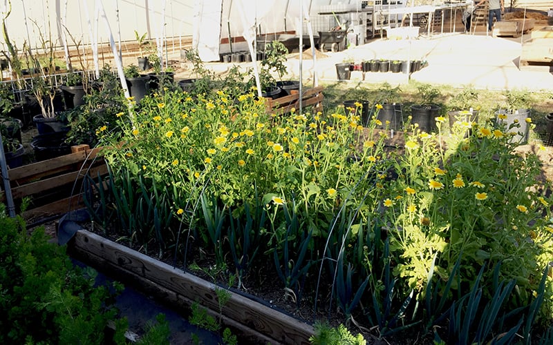 Jing Lv has a green garden full of different kinds of Chinese vegetables. (Jiahui Jia/Cronkite News)