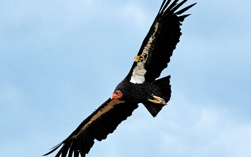 A California Condor takes flight over the Grand Canyon. (Photo by Don Graham via Creative Commons)