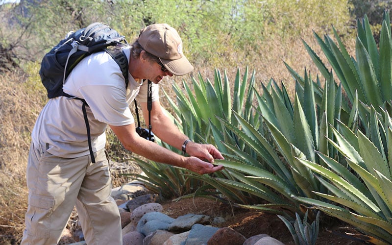 Maricopa County park ranger Kevin Smith, of the Spur Cross Ranch Conservation Area, shows hikers the spikes of the agave plant. (Photo by Elizabeth S. Hansen/Cronkite News)