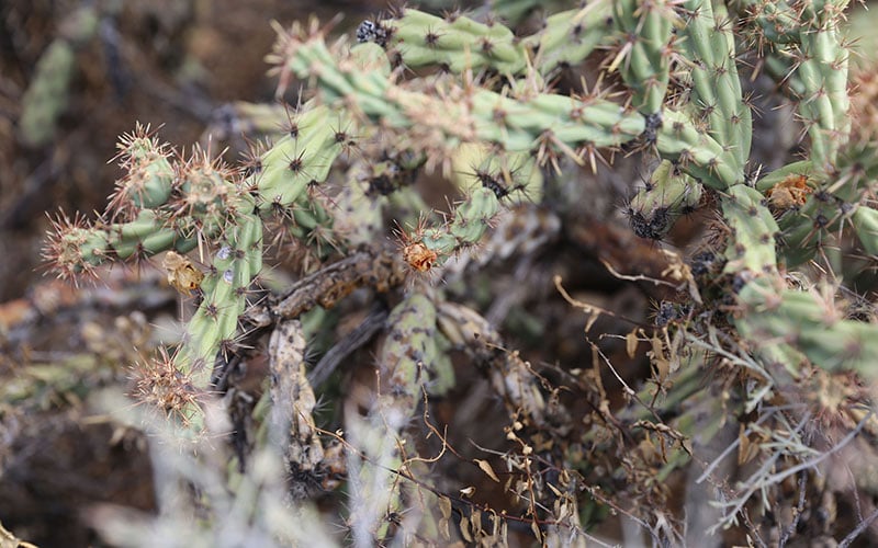 Watch out! The cholla cactus's spikes protect an okra-like inside that's easy to cook--once you reach it. (Photo by Elizabeth S. Hansen/Cronkite News)