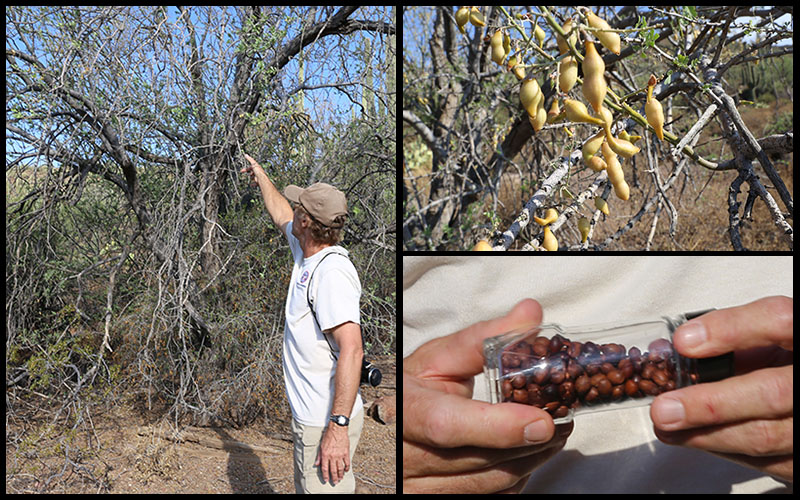Clockwise starting at left: Maricopa County park ranger Kevin Smith shows hikers pods of an ironwood tree; ironwood pods are a pale yellow color when they're ready to eat. Smith shows the group his ironwood seed bounty. (Photos by Elizabeth S. Hansen/Cronkite News)