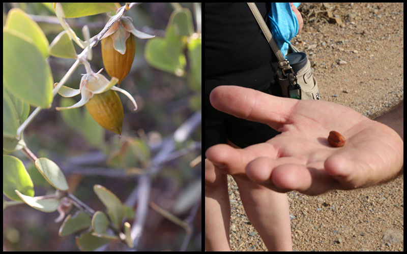 Jojoba seed oil is found many cosmetic products but you can also eat the accompanying seed. Maricopa County park ranger Kevin Smith allows hikers to sample the almond like flavor of the Jojoba seed. (Photos by Elizabeth S. Hansen/Cronkite News)