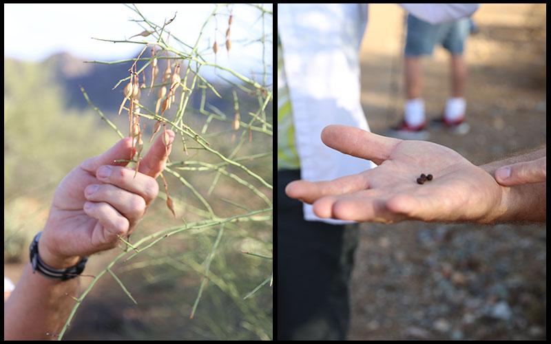 Palo Verde pods may litter the ground but these hard seeds make a great snack after they've been roasted. (Photos by Elizabeth S. Hansen/Cronkite News)