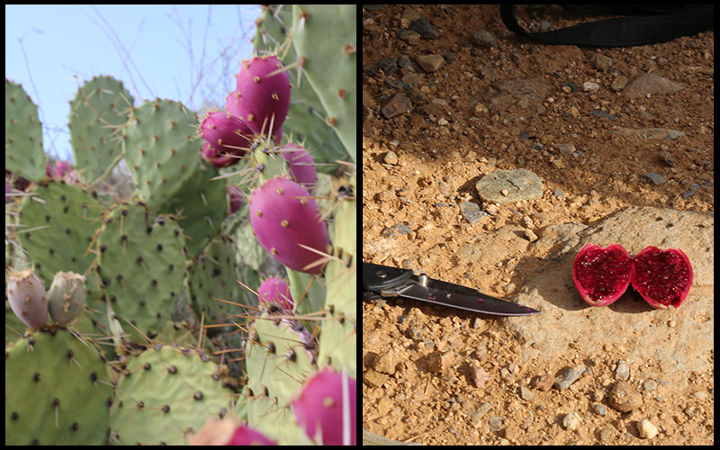 Prickly pears are a sweet treat but you must take extra precaution when picking it. (Photos by Elizabeth S. Hansen/Cronkite News)