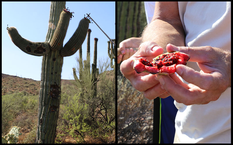 It takes a lot of work to harvest the Saguaro fruit. The fruit usually rests high up on the arms of the cactus and a long, custom-made tool is needed to reach it. (Photos by Elizabeth S. Hansen/Cronkite News)