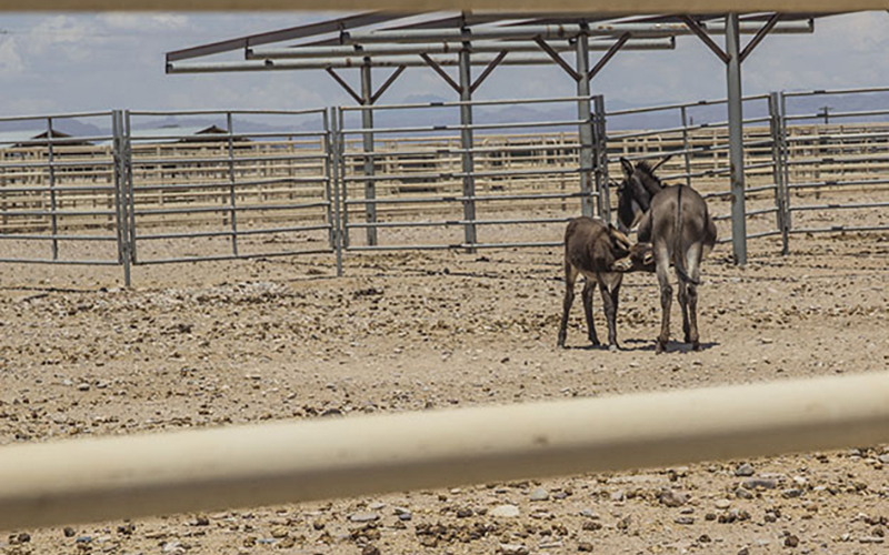 A recently rounded up jennie feeds her young foal in a BLM holding pen.  (Photo by Isabel Menzel/Cronkite News)