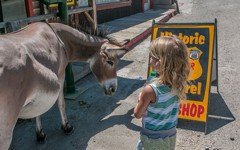 Girl approaches wild burro with curiosity in Oatman, AZ.  (Photo by Isabel Menzel/cronkite News)