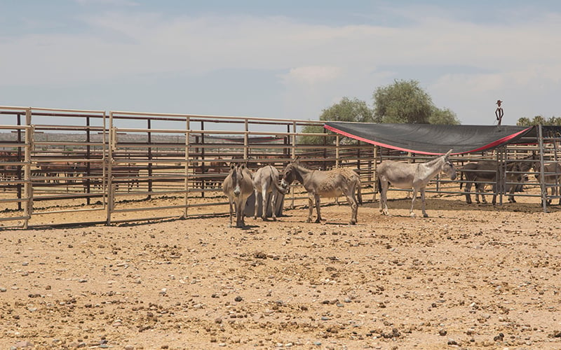 Burros in BLM holding pens in Florence.  (Photo by Isabel Menzel/Cronkite News)