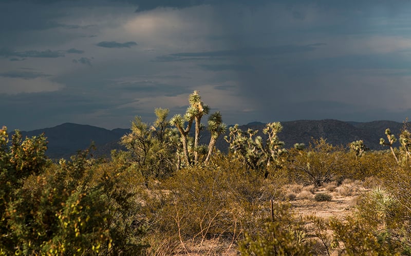 Black Mountain area near Kingman, AZ. (Photo by Isabel Menzel/Cronkite News)