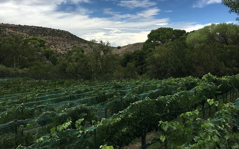 Page Springs Vineyards is reducing its water footprint by purchasing credits from a nearby family farm that has chosen not to irrigate all of its land in return for monetary credits. (Photo by Mindy Riesenberg/Cronkite News)