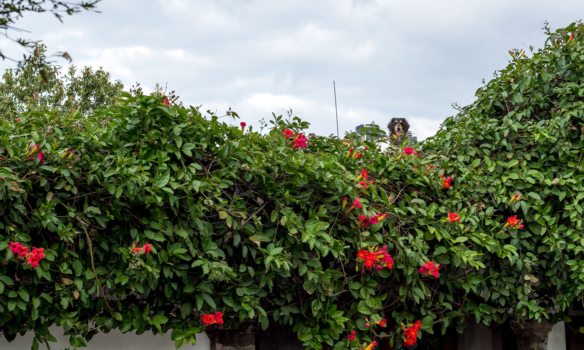 One of Guadalupe Alvarez’s several dogs keeps watch over the courtyard of her home in San Miguel de Allende, in the state of Guanajuato in Mexico.
