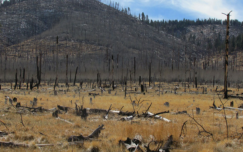 burned forest