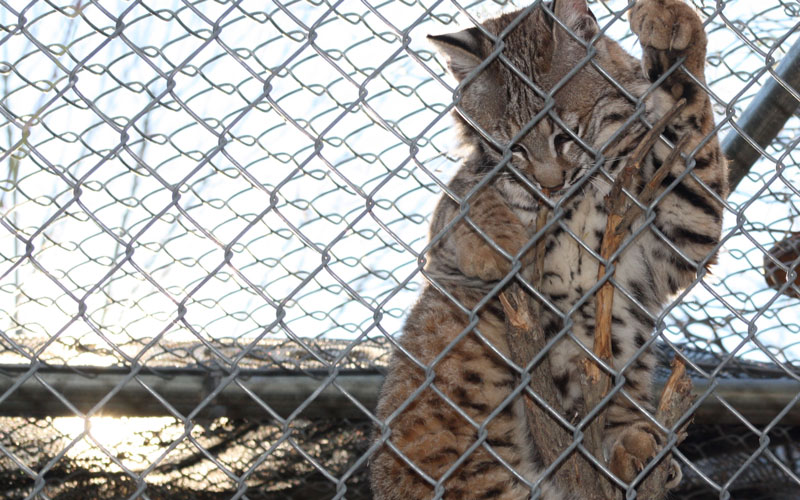 Arizona's illegal animal trade includes mountain lions, bobcats - and even  alligators - Cronkite News - Arizona PBS