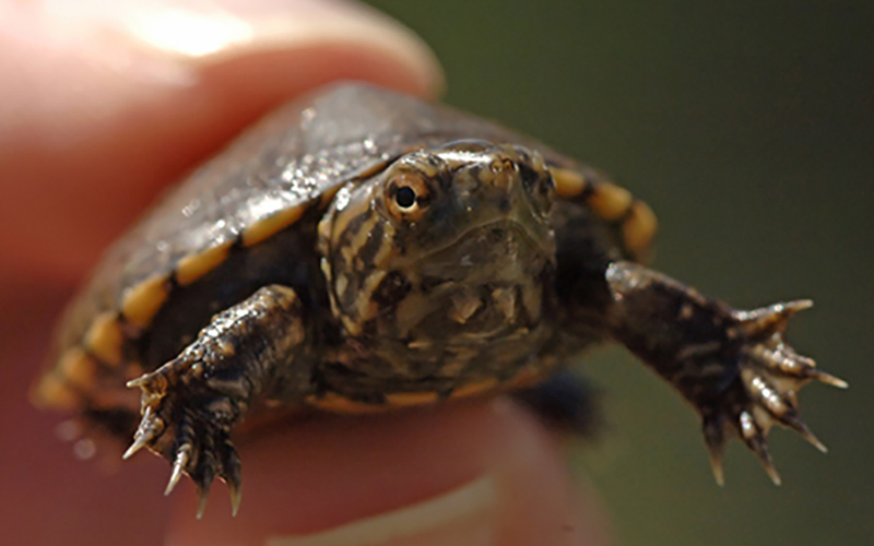 Critical of critical habitat: Endangered turtle haven abuts border wall - Cronkite News - Arizona PBS