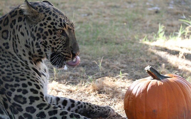 Leo , a leopard/jaguar hybrid , enjoys tossing or nibbling on a pumpkin at Southwest Wildlife Conservation Center. (Photo courtesy of the Southwest Wildlife Conservation Center.)