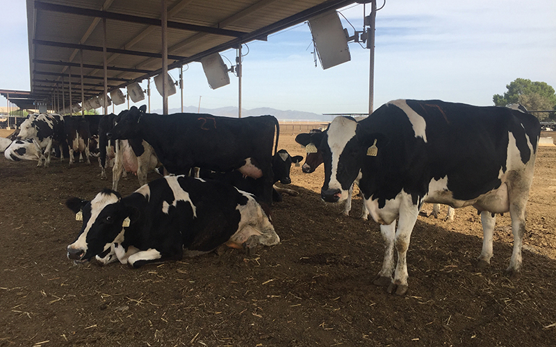 Kerr Family Dairy has more than 1,100 livestock but it is considered a small dairy farm by modern standards. The average Arizona dairy farm milks about 2,500 cows, Buckeye farmer Wes Kerr said. (Photo by Kristiana Faddoul/Cronkite News)