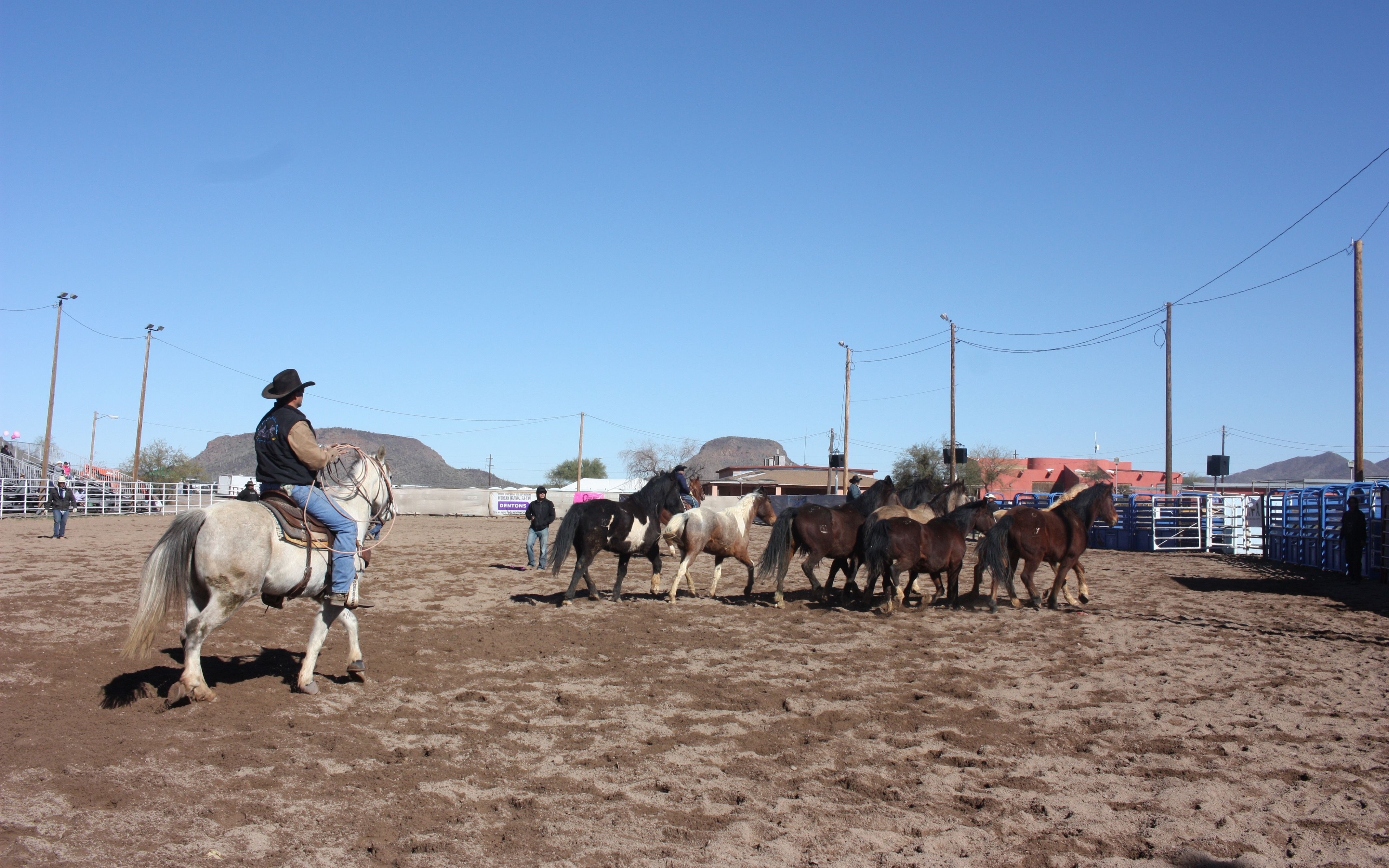 A cowboy works with horses before the start of the Wapkial Ha-tas All Indian Rodeo in Sells, Arizona. The rodeo attracts fans and tribal members from both the U.S. and Mexico. (Photo by Sarah Jarvis/Cronkite News) 