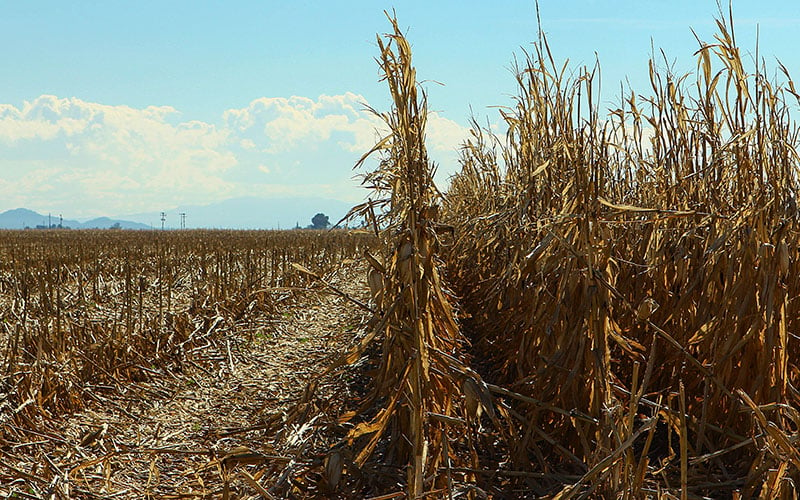 A half-harvested field of corn on a sunny day in Marana, south of Interstate-10. (Photo by Taryn Martin/Cronkite News)
