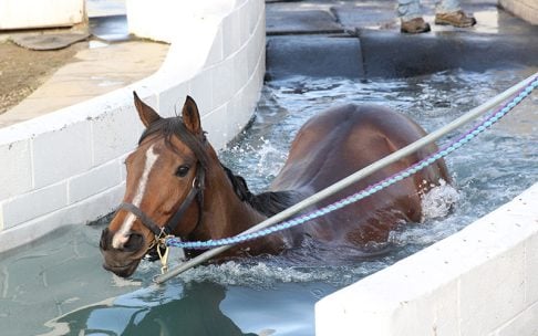 Equine pool is a hit for Turf Paradise trainers, but horses take ...