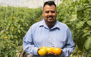 Matt Sanchez, the general manager at Abby Lee Farms in Phoenix, holds three large tomatoes grown at the facility. (Photo by Josh Orcutt/Cronkite News)