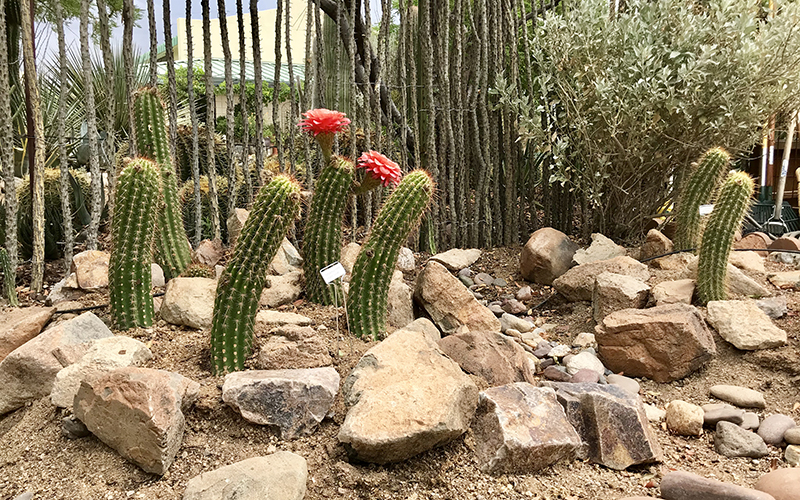 In The Desert City Of Tucson Grass, Desert Landscape Design Tucson