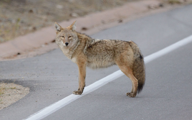 Hunting Group's Arizona Convention Draws Fire Over Coyotes