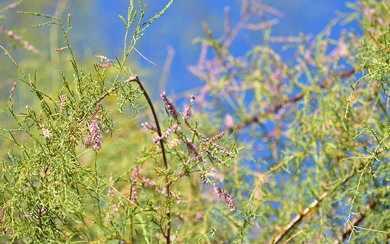 Flowers bloom on the tops of a tamarisk tree