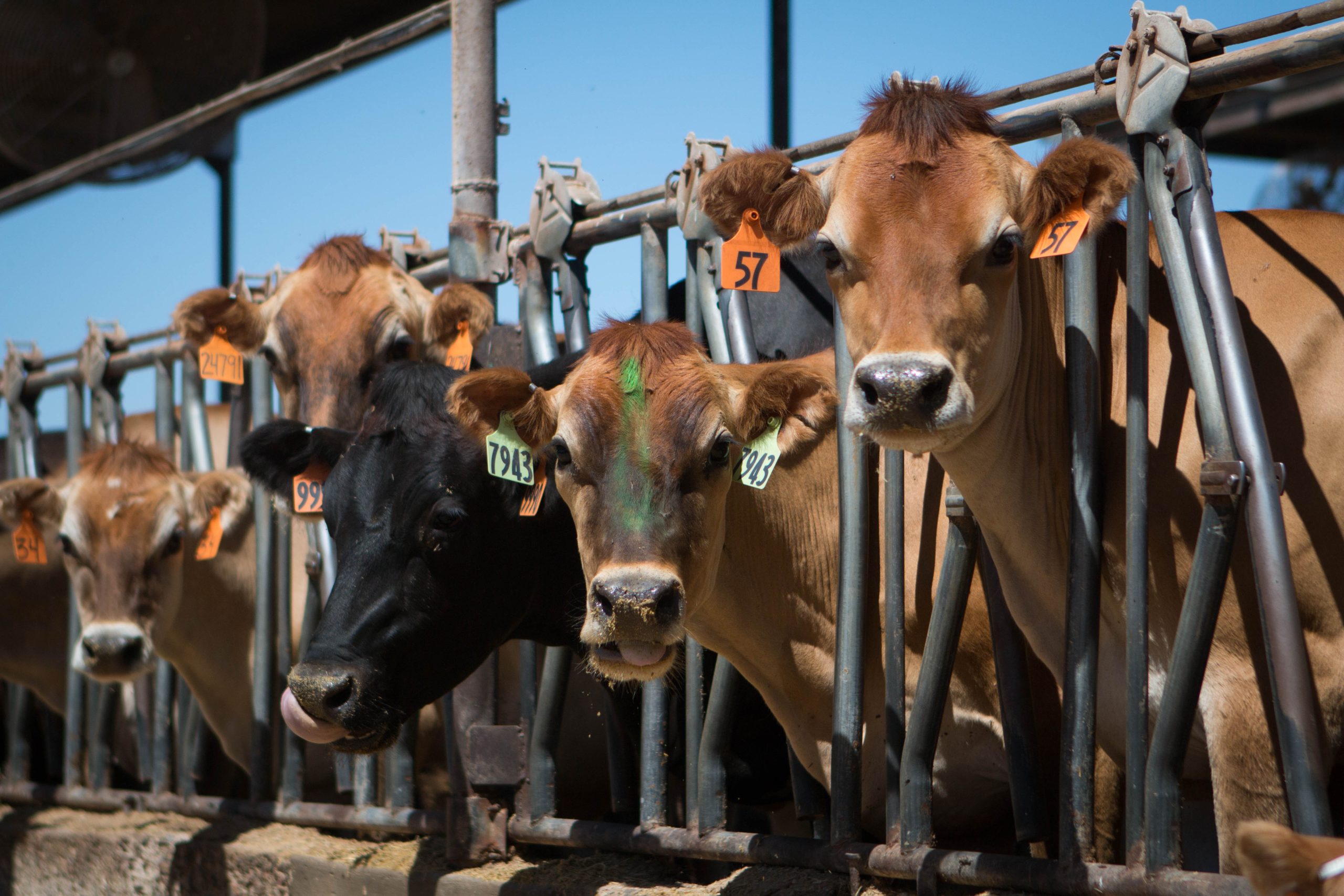 AZ dairy farmers expand global reach - Cronkite News