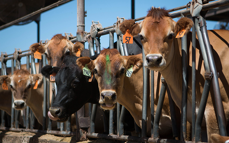 Az Dairy Farmers Expand Global Reach Cronkite News Arizona Pbs