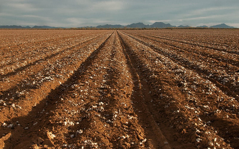 Arizona Farmers Can Legally Grow Industrial Hemp But Will They