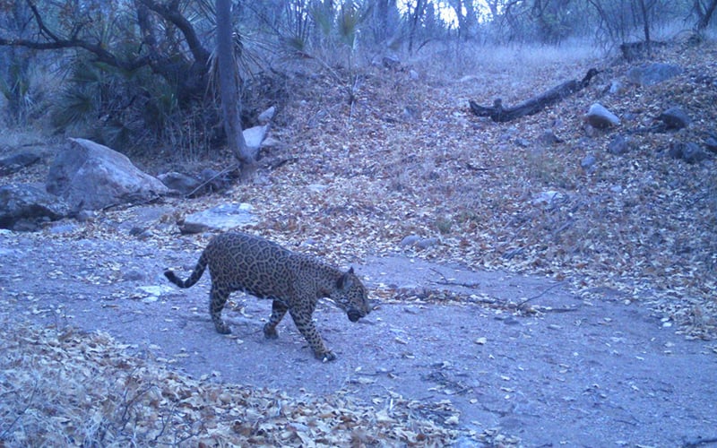 Cameras and coexistence: Learning to live with jaguars