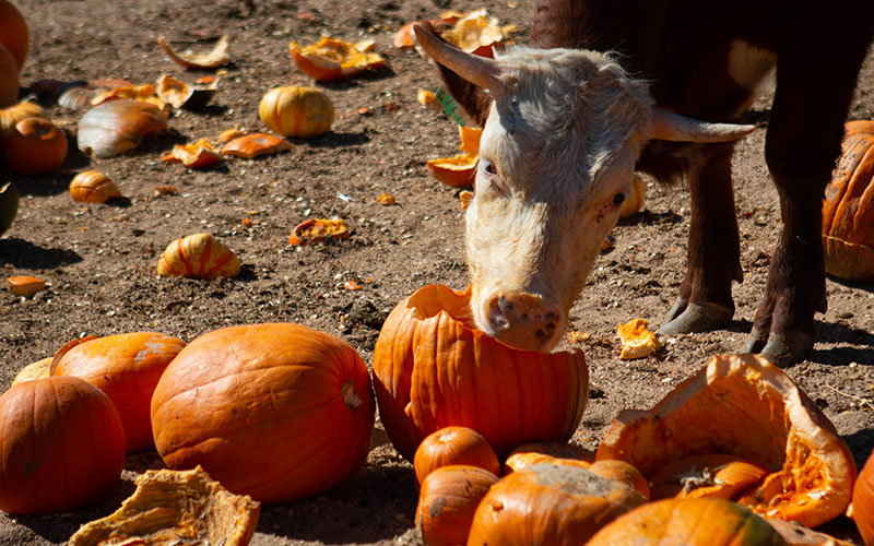 Leftover pumpkins feed hungry animals instead of landfills