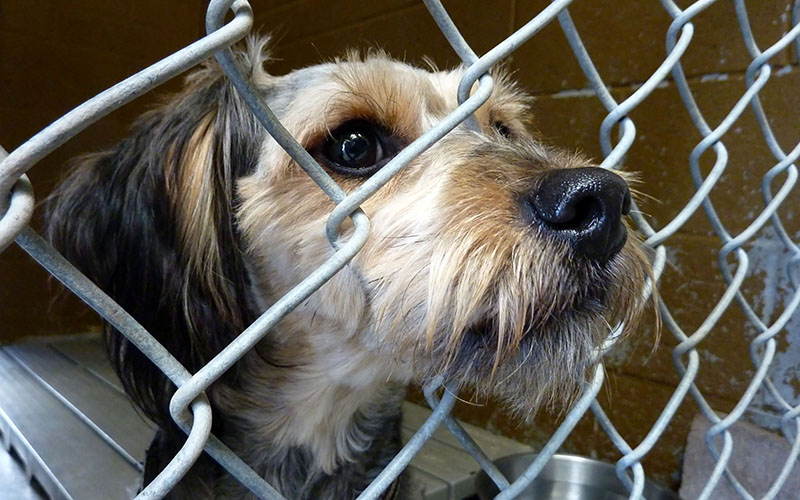 Groups say new federal law gives leg up in fight against animal cruelty -  Cronkite News - Arizona PBS