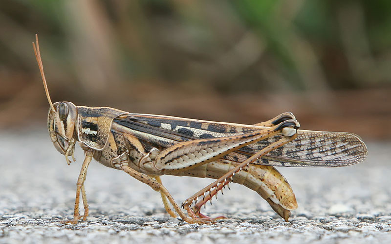 How do grasshoppers deal with being upside down? | Cronkite News
