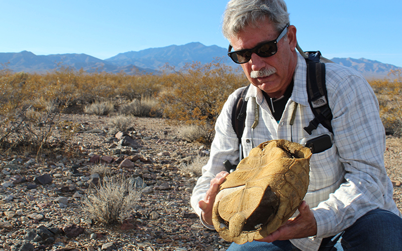 Slow response to climate change affecting desert tortoises