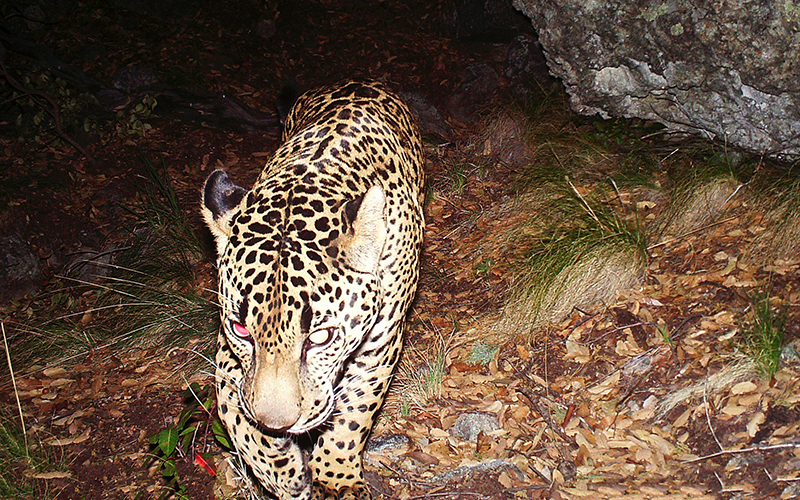 Feds deal another setback to Rosemont mine by upholding jaguar habitat -  Cronkite News - Arizona PBS