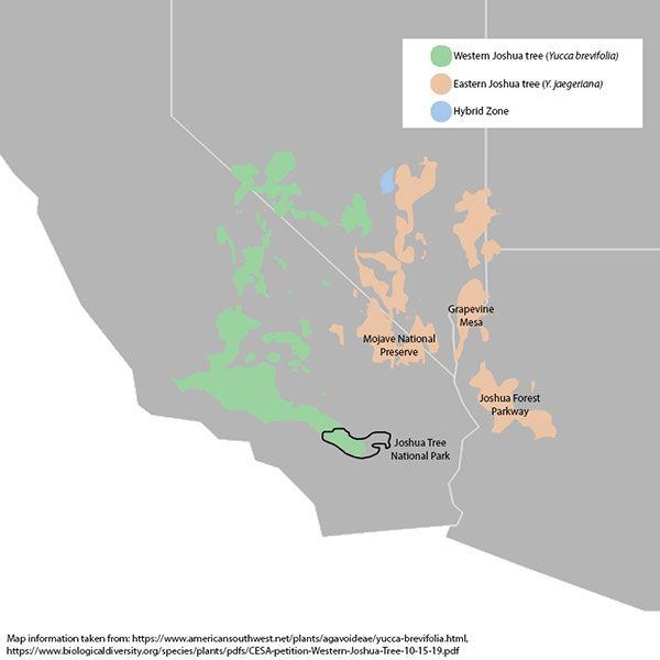 Proposal to protect Joshua trees from climate change proves divisive