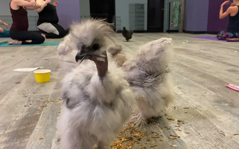Chicken Feathers - Bird Watching Academy