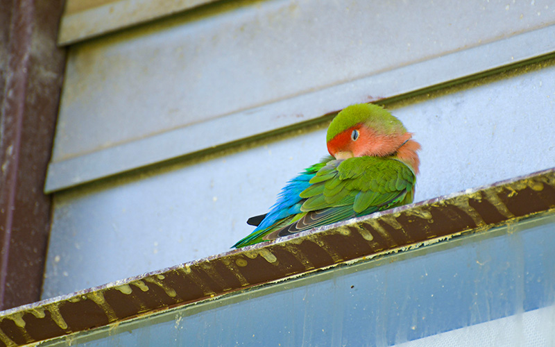 Leaky air-conditioning helps lovebirds stay cool
