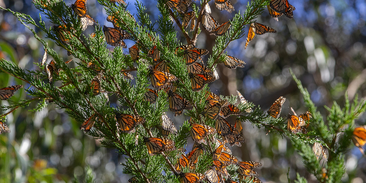 Hundreds of monarch butterflies can roost in a single tree. They favor areas where the sun can warm their wings. (Photo by Lauren Lively/Cronkite News)
