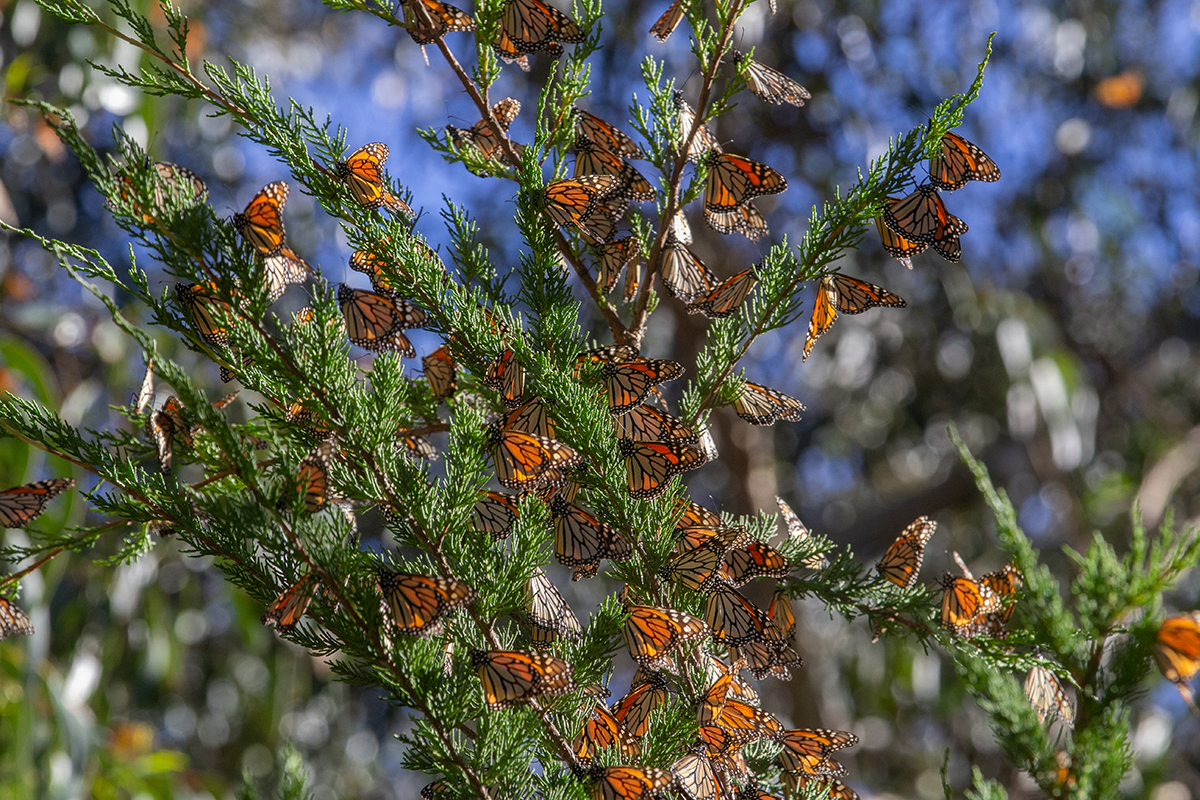 Cientos de mariposas monarca pueden posarse en un solo árbol. Prefieren las áreas donde el sol puede calentar sus alas. (Foto por Lauren Lively/Cronkite Noticias)
