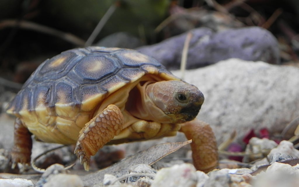 Feds – again – deny endangered species status to Sonoran desert tortoise -  Cronkite News - Arizona PBS