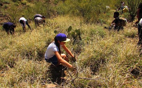 Buffelgrass: This invasive plant is here to stay in Arizona