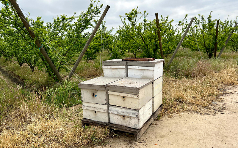 Beekeepers turn to anti-theft technology as hive thefts rise