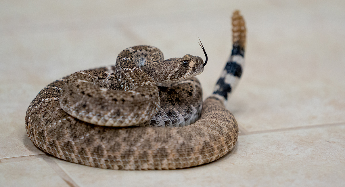 A western diamondback rattlesnake “tastes” the air at the Phoenix Herpetological Sanctuary in north Scottsdale on Aug. 29. (Photo by Samantha Chow/Cronkite News)
