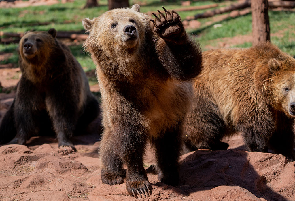 Sky, a grizzly at Bearizona Wildlife Park in Williams, waves to visitors on Sept. 26. Her trainers say Sky learned this behavior from visitors waving at her. (Photo by Samantha Chow/Cronkite News)
