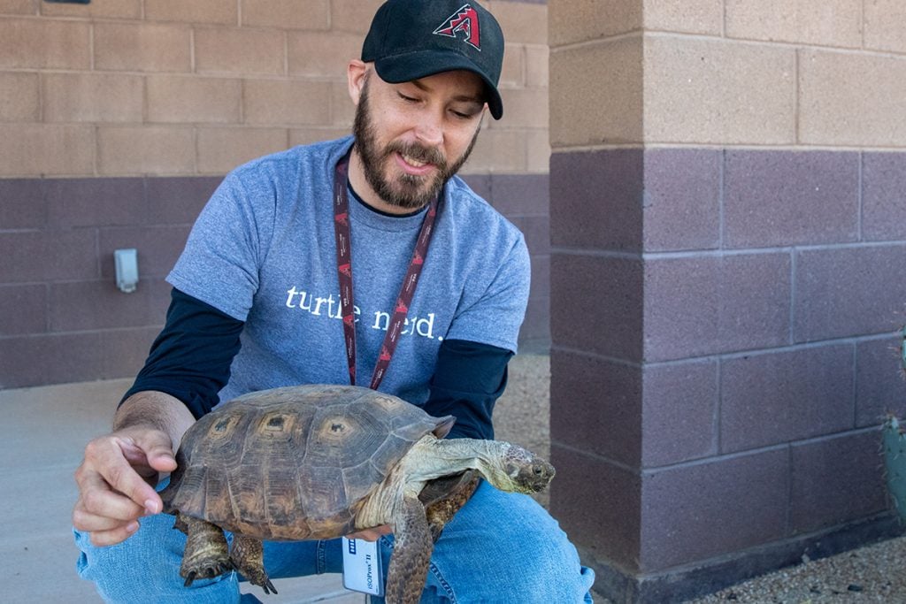 Desert tortoises tracked by GPS in three year study by McDowell Sonoran ...