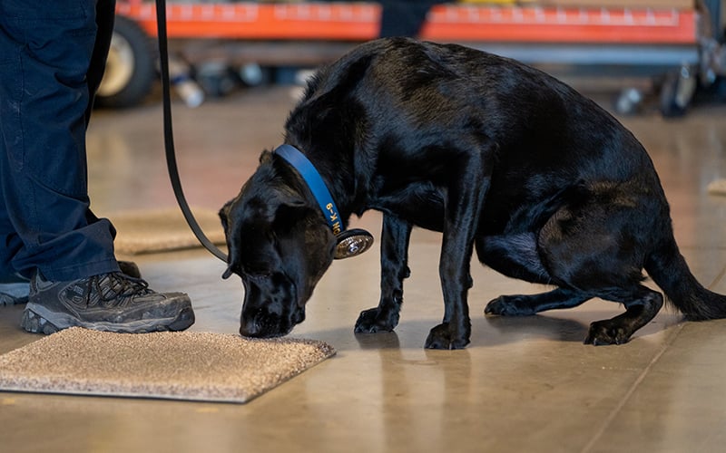 Zeta sniffs carpet for fire accelerants as part of her morning training in Gilbert. (Photo by Samantha Chow/Cronkite News)