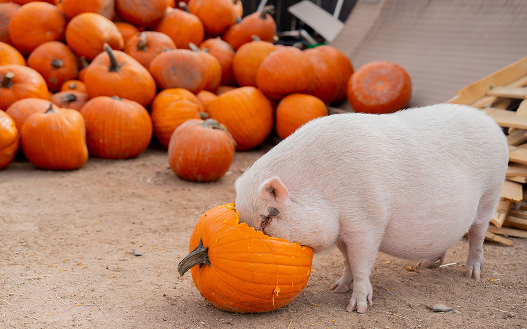 Pumpkins can be composted, donated to farms, fed to wildlife